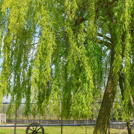 Il Mio Casale Bed & Breakfast