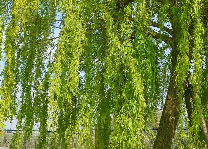 Il Mio Casale Couette-café